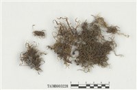 藏品(毛尖卷柏苔)的圖片